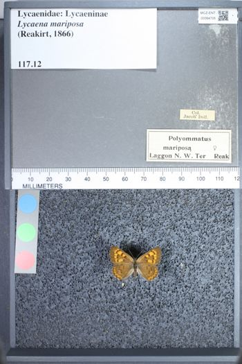 Media type: image;   Entomology 64705
